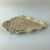Conch Shell Dish 17130